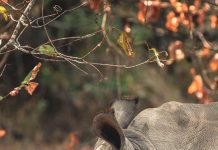 President Museveni Leads Uganda’s Big Rhino Bash to Launch $11M Save-the-Rhino Plan