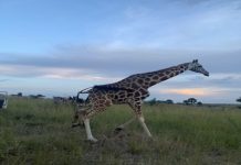Courage in the Wild: How Uganda’s Women Rangers Guard Nature and Change Minds