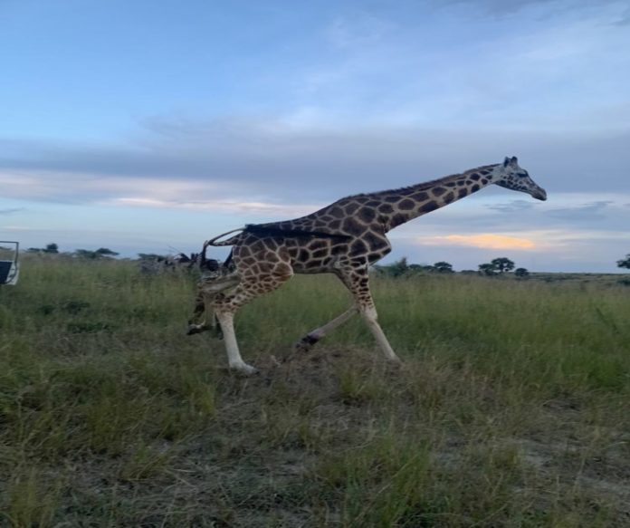 Courage in the Wild: How Uganda’s Women Rangers Guard Nature and Change Minds