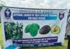Kigezi Diocese, NARO Launch Hass Avocado Program to Boost Regional Incomes
