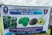 Kigezi Diocese, NARO Launch Hass Avocado Program to Boost Regional Incomes
