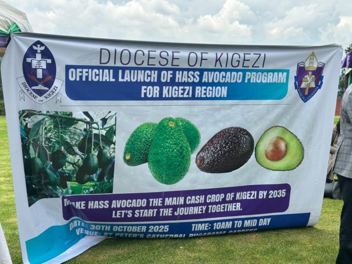 Kigezi Diocese, NARO Launch Hass Avocado Program to Boost Regional Incomes