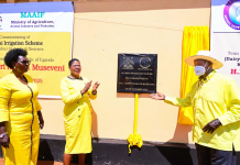 President Museveni Urges Farmers to Grow Rice Safely as he Commissions Shs71 Billion Achomai Irrigation Scheme