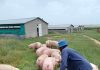 Uganda’s Pig Farmers Prepare for New Opportunities at Gudie Leisure Farm Symposium.