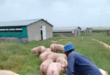 Uganda’s Pig Farmers Prepare for New Opportunities at Gudie Leisure Farm Symposium.