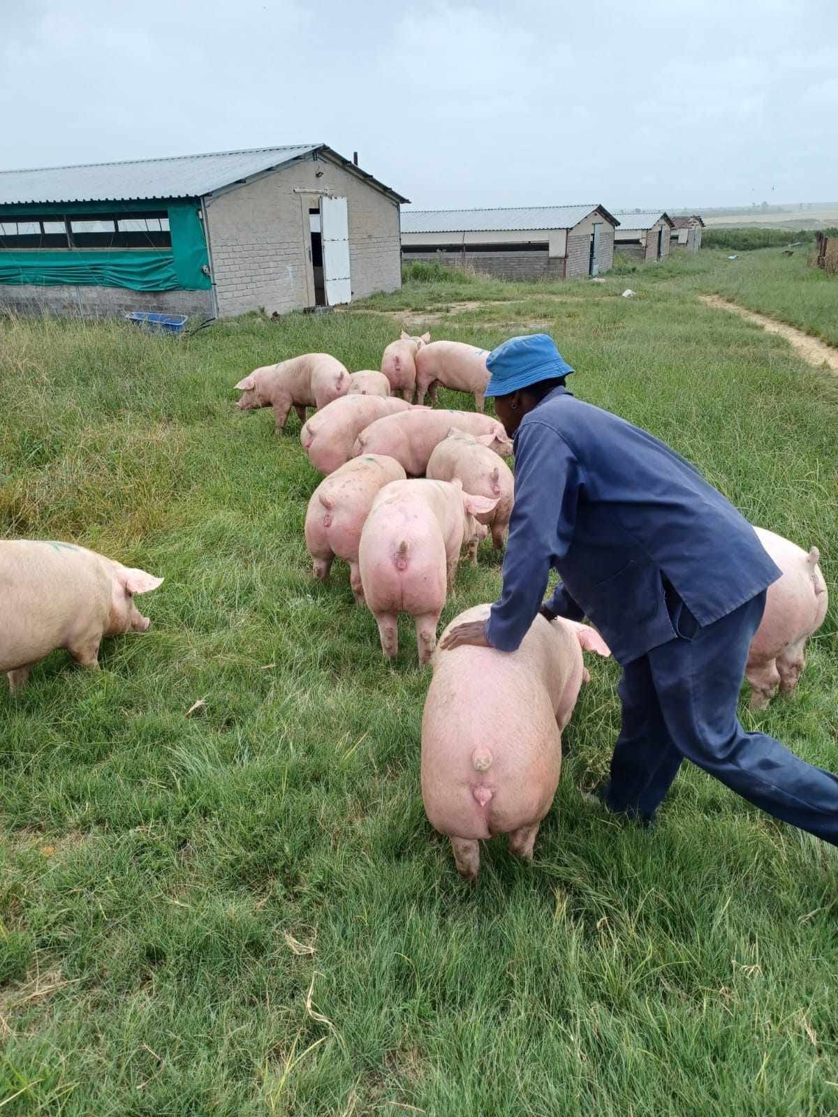 Uganda’s Pig Farmers Prepare for New Opportunities at Gudie Leisure Farm Symposium.