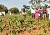 Africa Remains a Paradox: Farmers Struggling Due to Soil Degradation