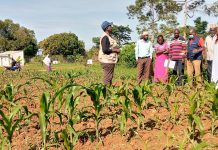 Africa Remains a Paradox: Farmers Struggling Due to Soil Degradation