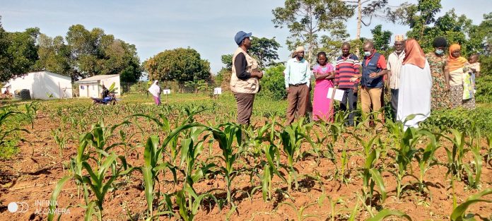 Africa Remains a Paradox: Farmers Struggling Due to Soil Degradation