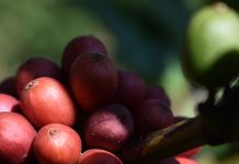 Uganda Earns US$186 Million from Coffee Exports in November 2025.