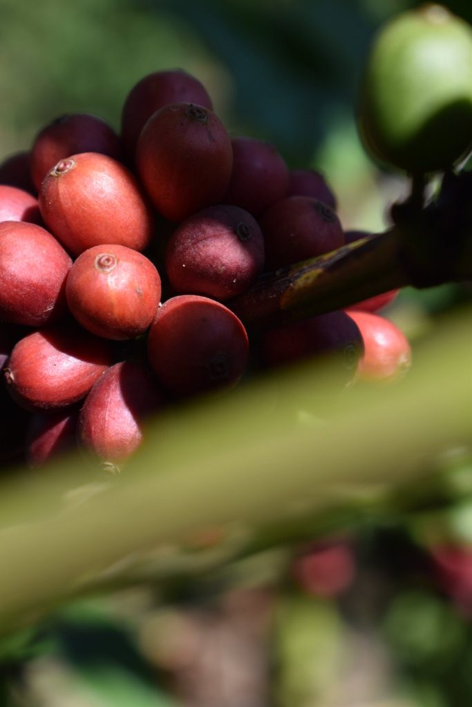 Uganda Earns US$186 Million from Coffee Exports in November 2025.