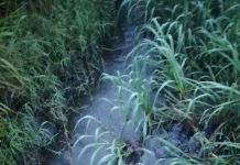 Polluted Water in the Lake Victoria Ecosystem Overburdening Buikwe Women