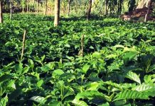 Greening Uganda highlights 17 agroforestry ventures that could create Uganda’s next millionaires in 2026