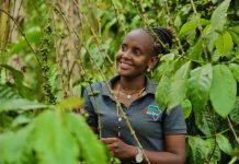 Coffee Prices Ease on Global Markets as Uganda Farmgate Rates Hold Steady