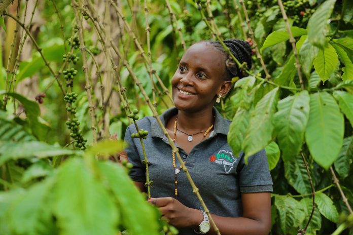 Coffee Prices Ease on Global Markets as Uganda Farmgate Rates Hold Steady