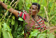 Shipping Disruptions Push Coffee Prices Higher as Global Supply Tightens