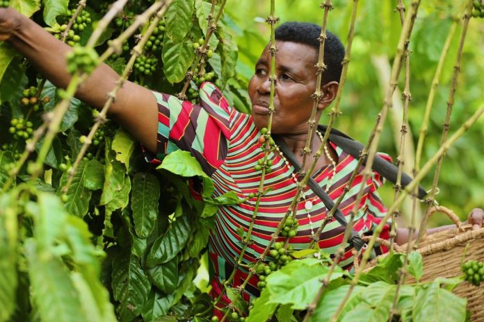 Shipping Disruptions Push Coffee Prices Higher as Global Supply Tightens