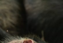 Why Uganda’s Chimpanzee ‘Civil War’ Happened: Inside the Slow Collapse of a Once United Group.