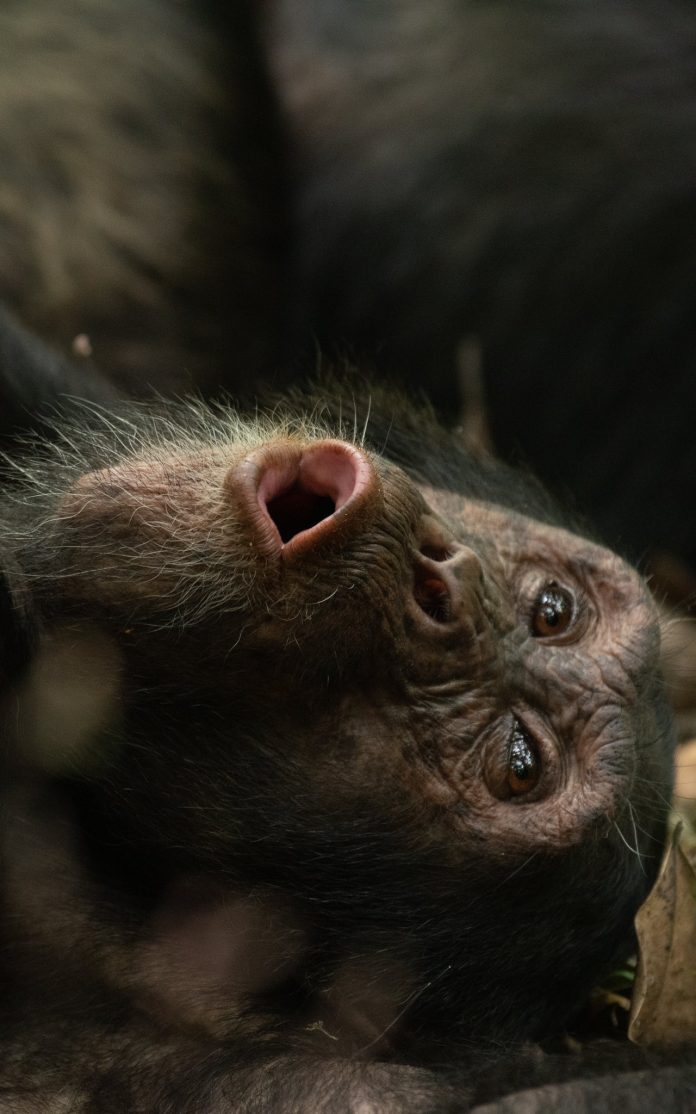 Why Uganda’s Chimpanzee ‘Civil War’ Happened: Inside the Slow Collapse of a Once United Group.