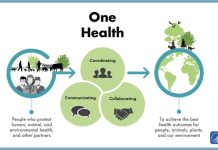 One Health Interconnected Risks: Africa at High Risk of Diseases