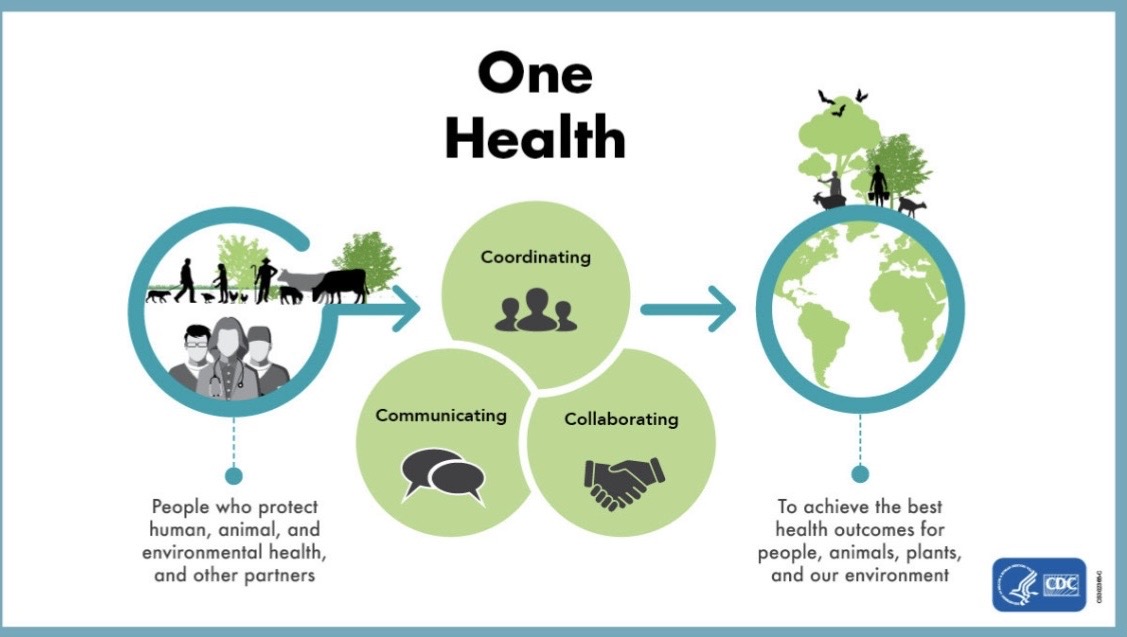 One Health Interconnected Risks: Africa at High Risk of Diseases