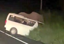 Three Dead, Four Injured After URA Vehicle Collides with Elephant in Murchison Falls National Park