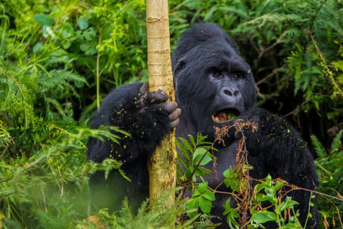 Tourism Gets Shs567 Billion as Uganda Bets on Marketing, MICE and Better Visitor Sites