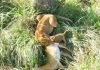 Uganda Wildlife Authority Celebrates Birth of New Lion Cub in Ishasha Sector