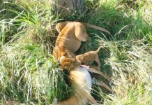 Uganda Wildlife Authority Celebrates Birth of New Lion Cub in Ishasha Sector