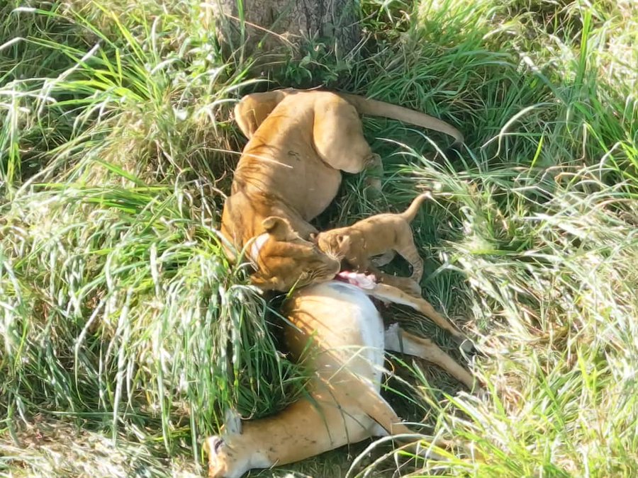 Uganda Wildlife Authority Celebrates Birth of New Lion Cub in Ishasha Sector