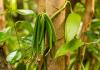 Uganda declares vanilla harvest window, warns against premature picking