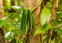 Uganda declares vanilla harvest window, warns against premature picking