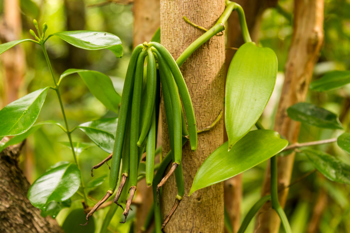 Uganda declares vanilla harvest window, warns against premature picking
