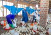 From 200 to 7,000 Chickens: ONC Beneficiary Builds Thriving Poultry Enterprise in Kira
