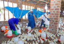 From 200 to 7,000 Chickens: ONC Beneficiary Builds Thriving Poultry Enterprise in Kira