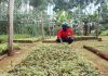 Local Initiatives promoted for Green Transition