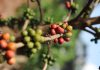 High Cost of Coffee Seedlings Tests Uganda’s Coffee Expansion Drive