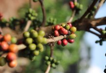 High Cost of Coffee Seedlings Tests Uganda’s Coffee Expansion Drive