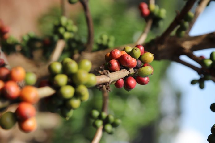 High Cost of Coffee Seedlings Tests Uganda’s Coffee Expansion Drive
