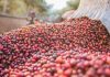 Uganda Coffee Prices Remain Firm as Global Markets Extend Gains