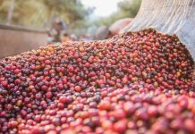 Uganda Coffee Prices Remain Firm as Global Markets Extend Gains