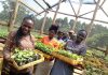 Women Farmers in Uganda to Benefit from New Blockchain-Powered Insurance Pilot