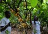 Ivory Coast scientists develop climate-resistant cocoa varieties