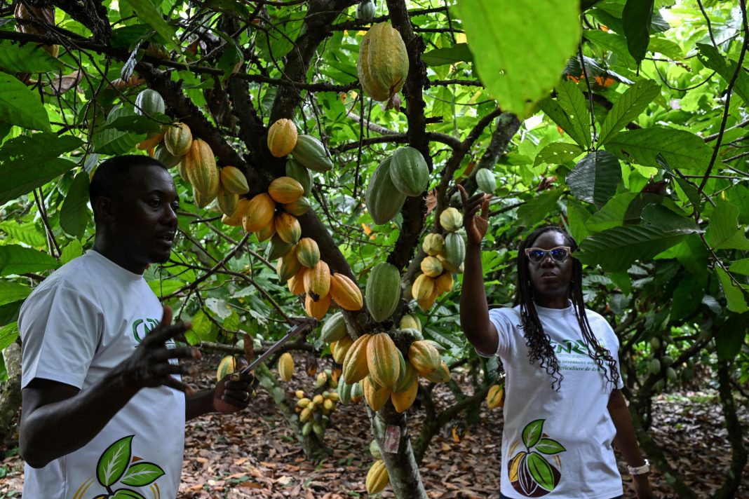 ICOAST-ECONOMY-AGRICULTURE-COCOA-RESEARCH
