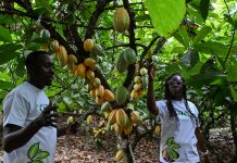 Ivory Coast scientists develop climate-resistant cocoa varieties