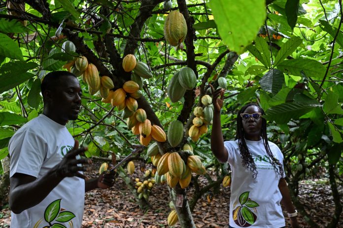 Ivory Coast scientists develop climate-resistant cocoa varieties