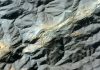 Drone strike kills four in Chad town near Sudan