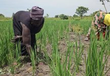 Improved Rice Farming Boosts Incomes, Refugee-Host Relations in West Nile
